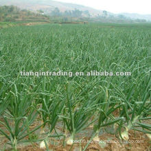 New Crop Onion